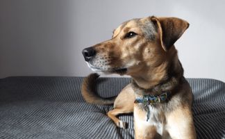 Happy golden retriever enjoying outdoor stay