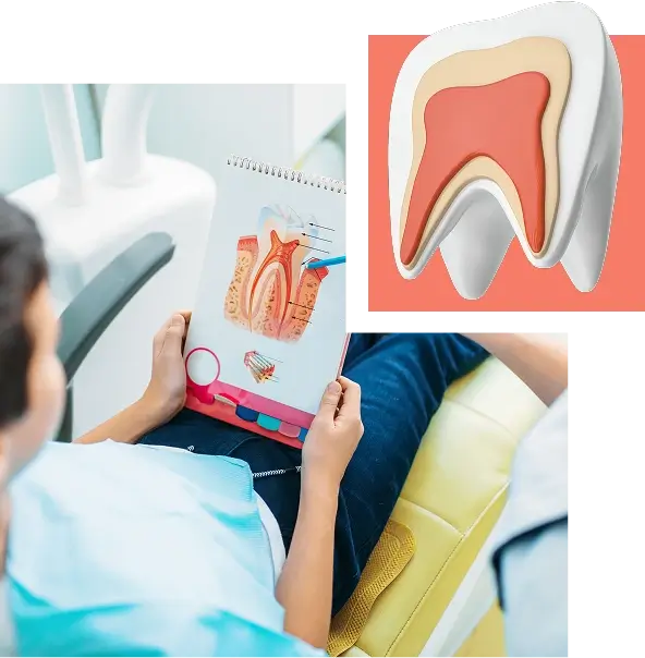 tooth-anatomy-patient-education-hamilton-dental