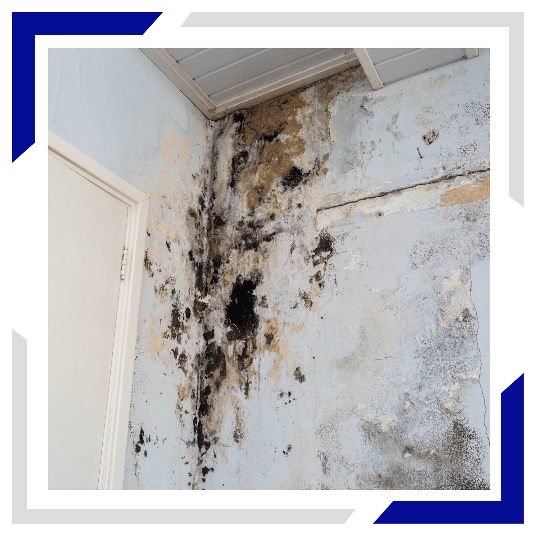 MOLD REMOVAL & SANITATION