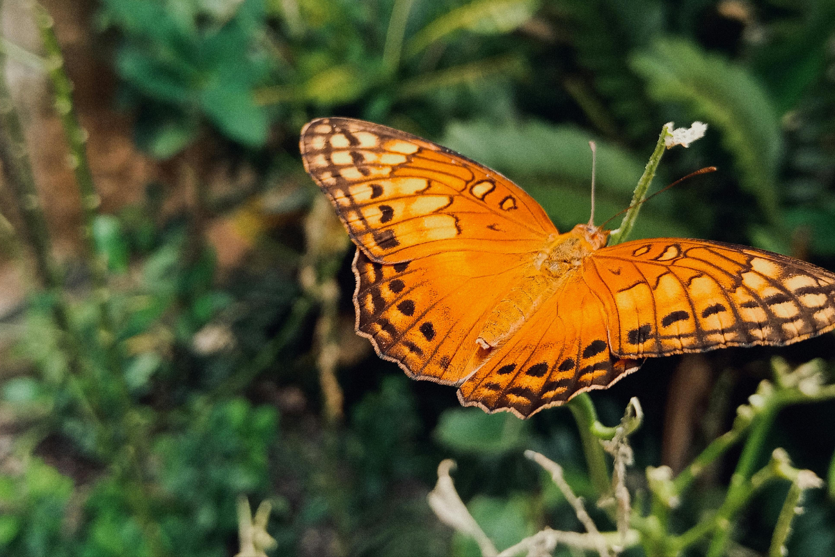 Key West Butterfly and Nature Conservatory 