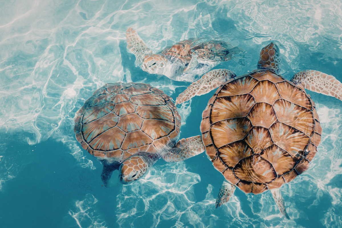 Sea Turtle Hospital in Marathon Florida, short drive from Key West 