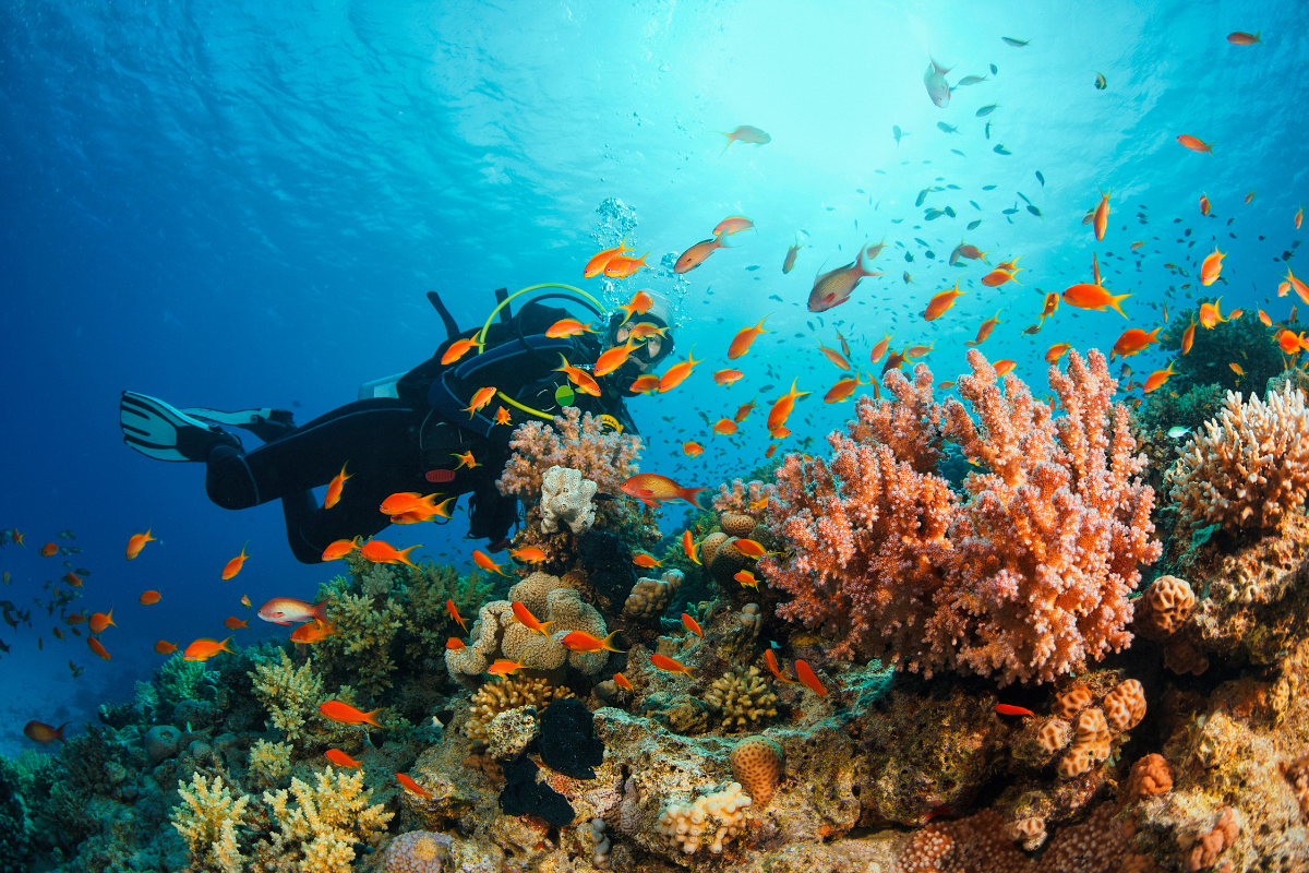 Diving a shallow reef with coral fish in Key West