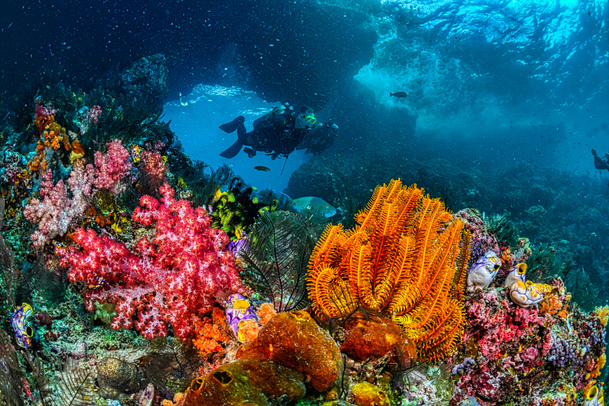 Diving colorful coral reef in Key West