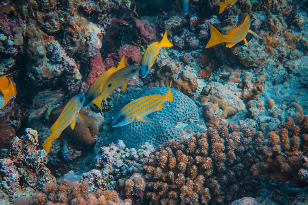 Small fish on a coral reef in Key west