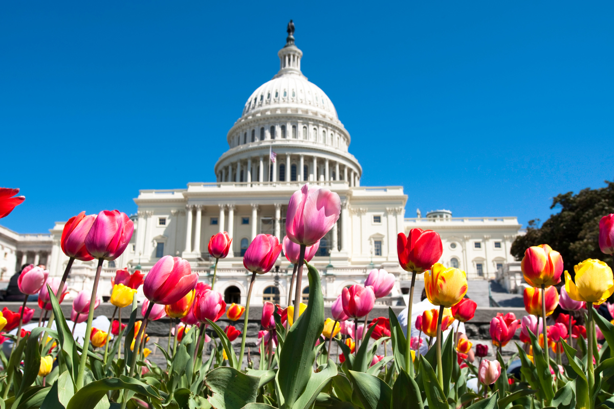 Capitol building in Washington DC