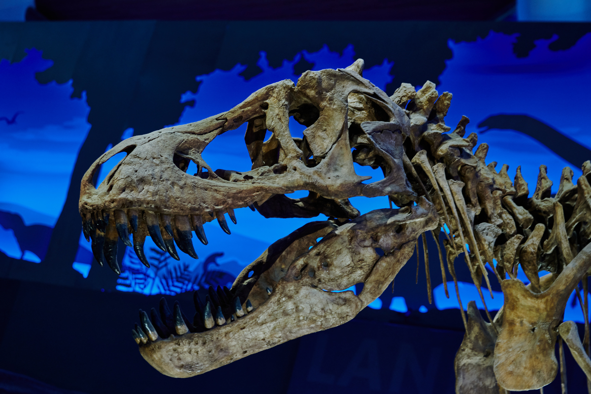 T rex head at a museum. T rex head at a museum.