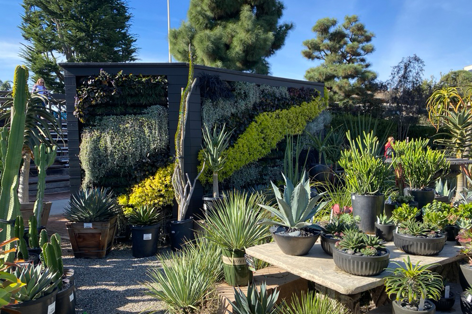 Garden center living wall surrounded by succulents and potted plants