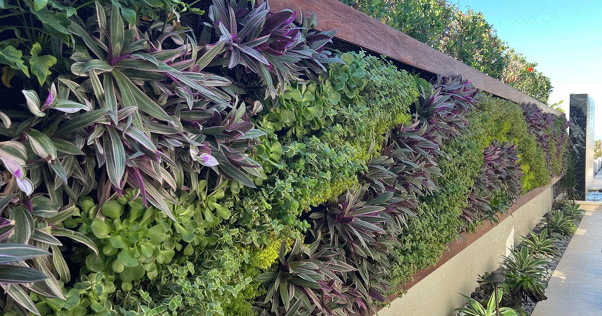 Close-up of custom living wall planting in Corona del Mar
