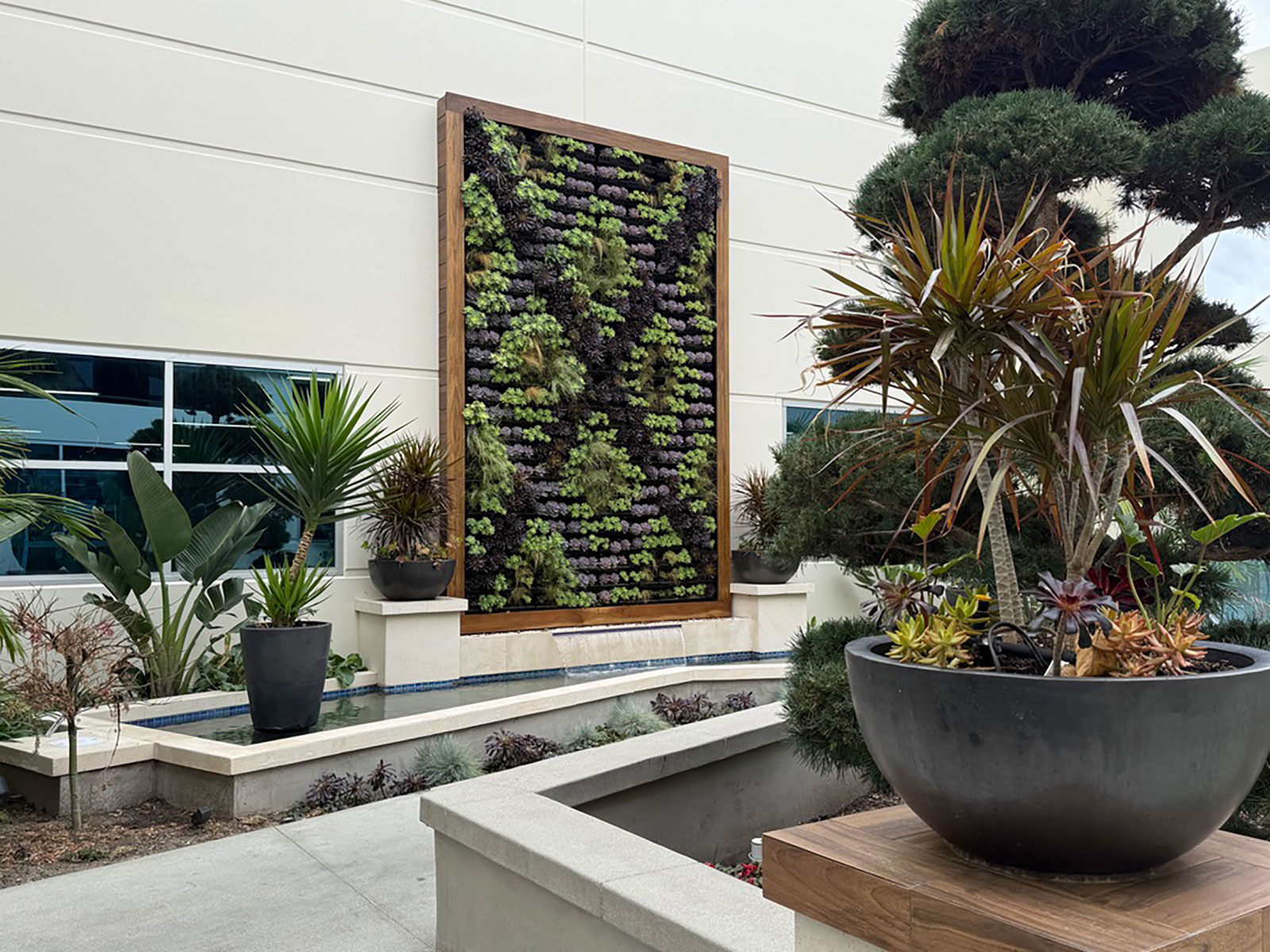 Commercial vertical garden focal wall