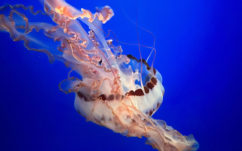 Monterey Bay Aquarium steps from Portola Hotel and Spa