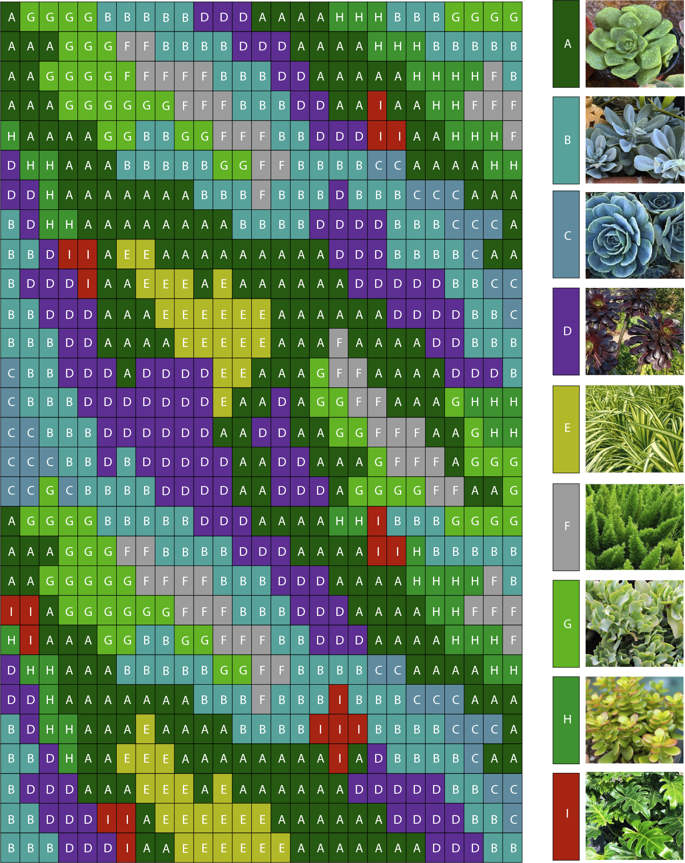 Portola Hotel living wall planting schematic 783 plant layout Elevation Living Walls