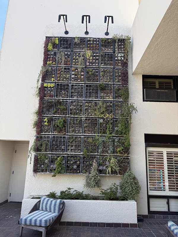 Before — original living wall condition at Portola Hotel Monterey prior to redevelopment