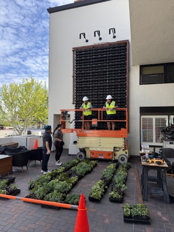 Plants — bench-grown succulents for living wall Monterey vertical garden installation Portola Hotel