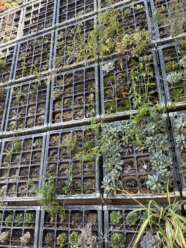 Before — living wall at Portola Hotel Spa Monterey before vertical garden renovation