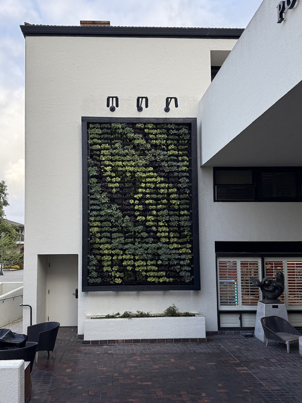 After — completed vertical garden Portola Hotel Spa courtyard view living wall Monterey night