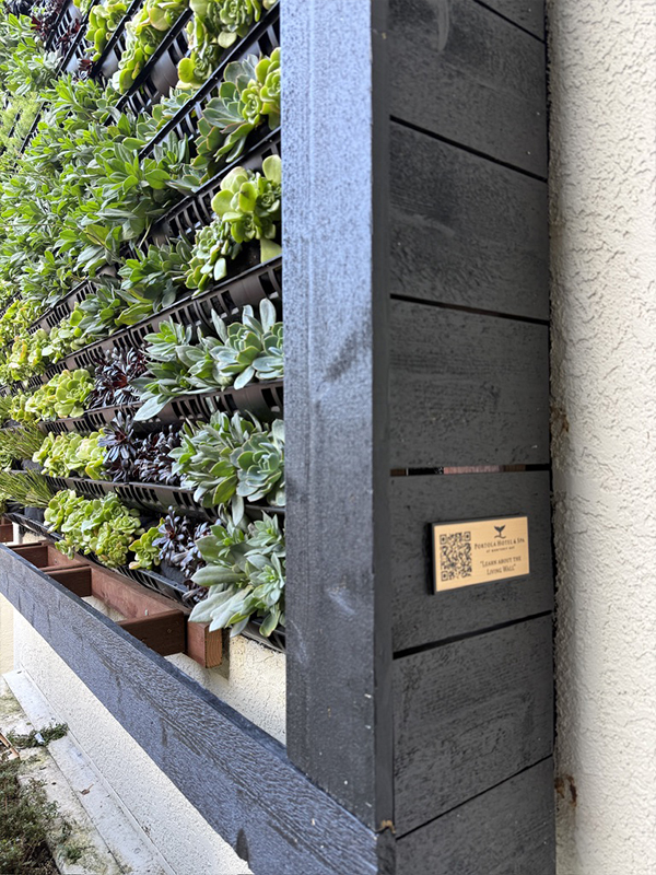 Plants — plant species selection living wall Monterey 9 curated varieties by Elevation Living Walls