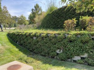 Hillside retaining wall planting inspiration