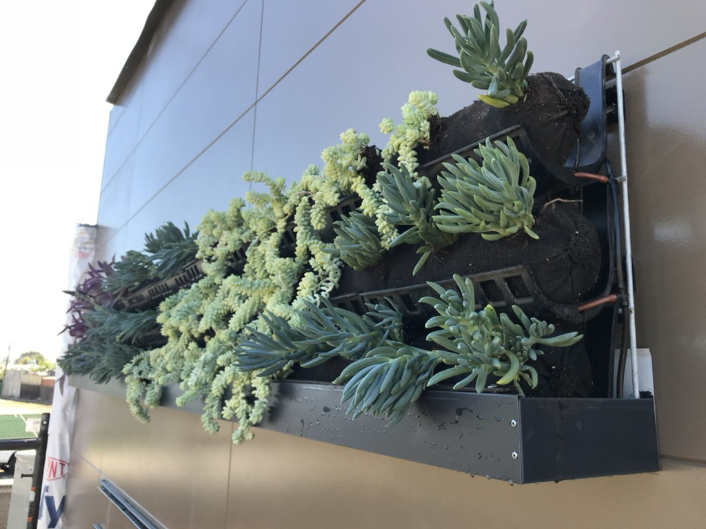 Close-up detail of Coffee Bean and Tea Leaf living wall planting
