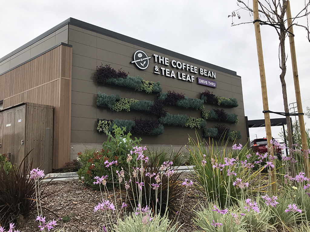 Coffee Bean and Tea Leaf living wall installation in Brea California by Elevation Living Walls