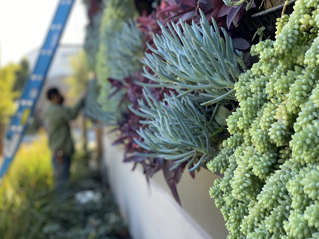 Maintenance and long-term growth of Coffee Bean and Tea Leaf living wall