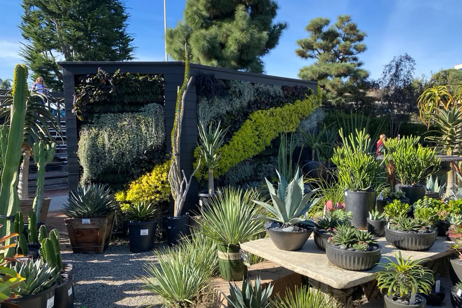 Garden center living wall surrounded by succulents and potted plants