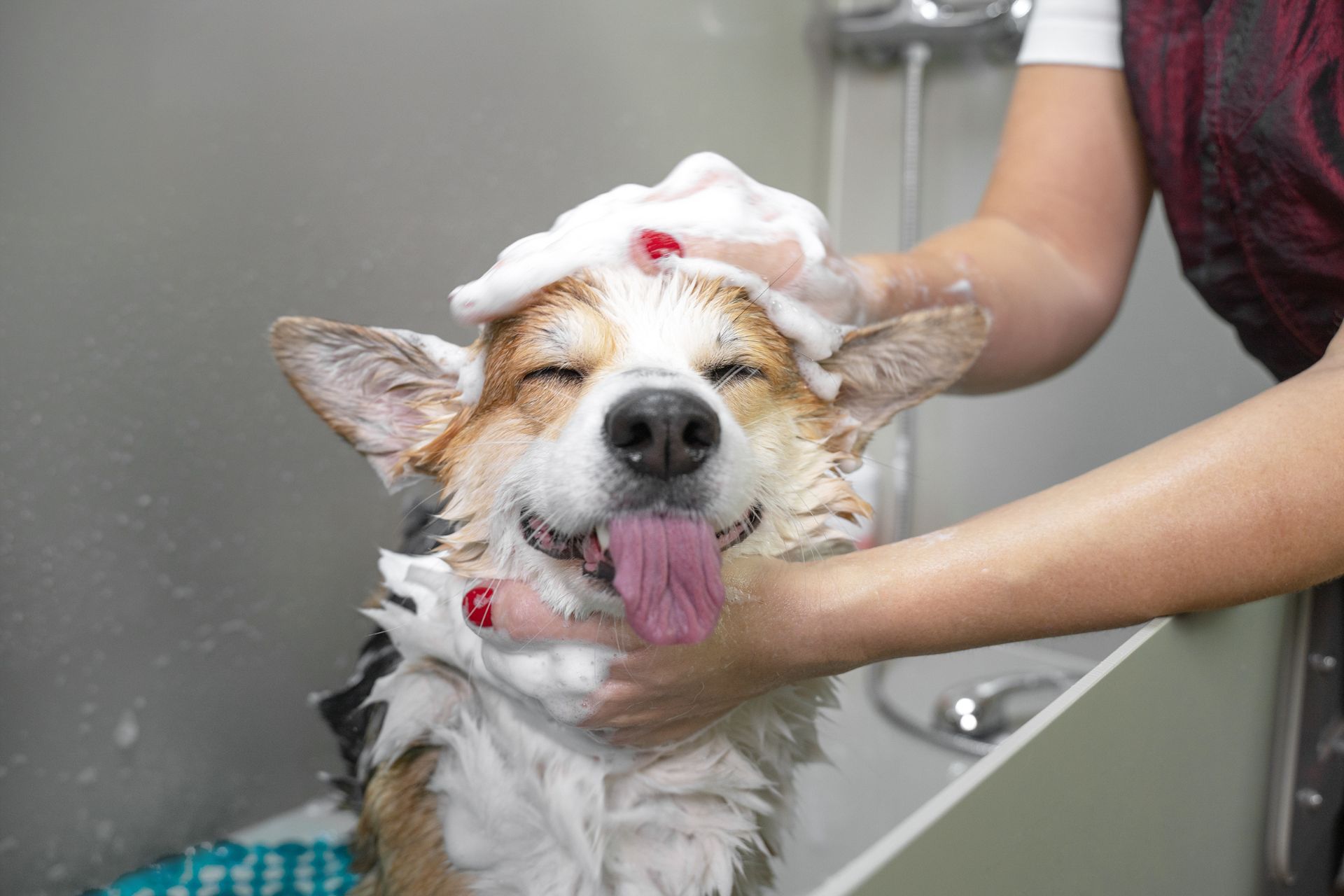 Flea Baths in Temecula