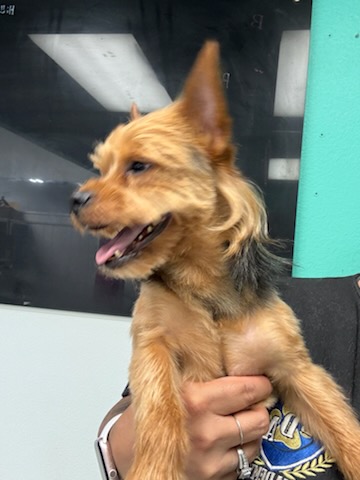 Winchester Maintnance Groom