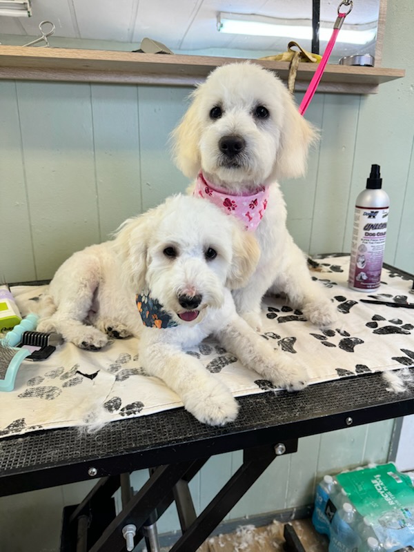 Winchester Full Groom