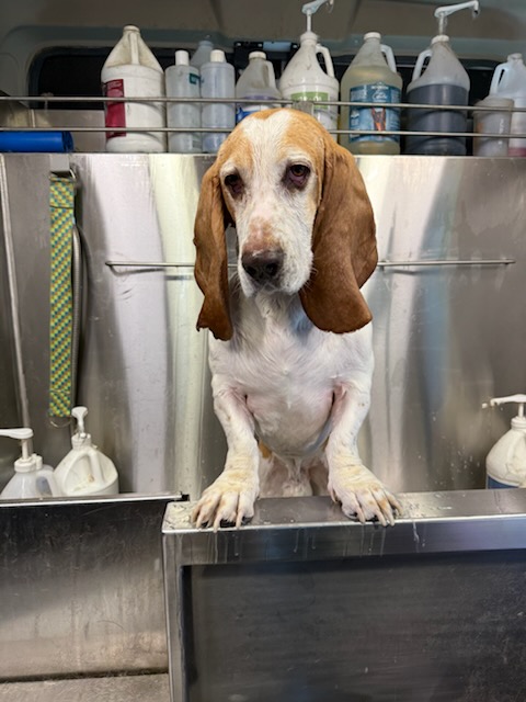 Menifee Maintnance Groom