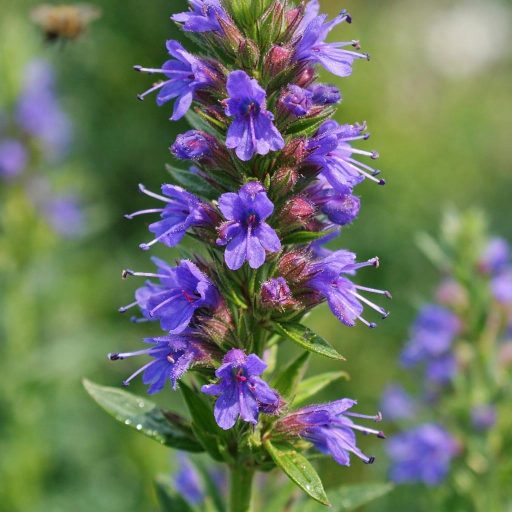 Hyssop