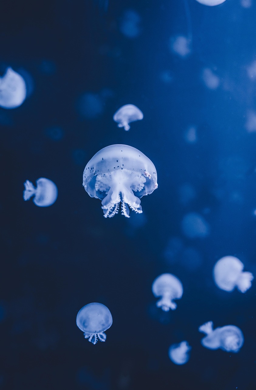 Dive center CRM handoff and follow-up workflow