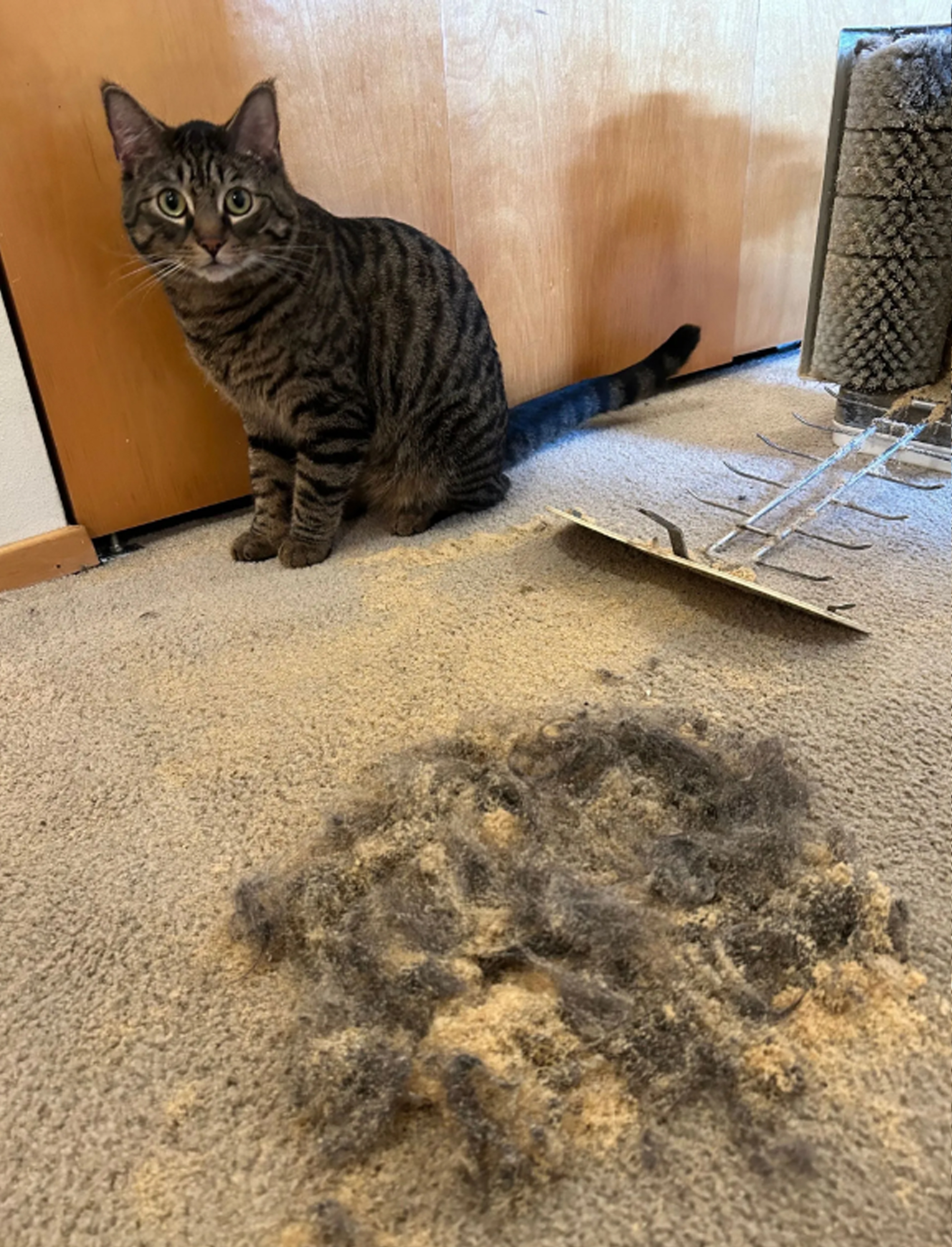 Pet Hair Removal