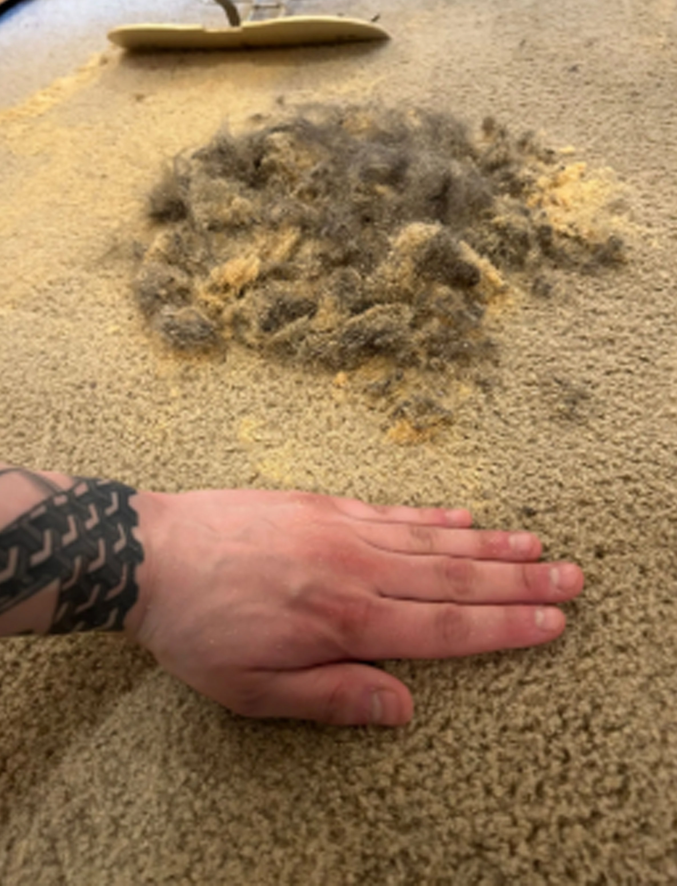 Pet Dander Removal