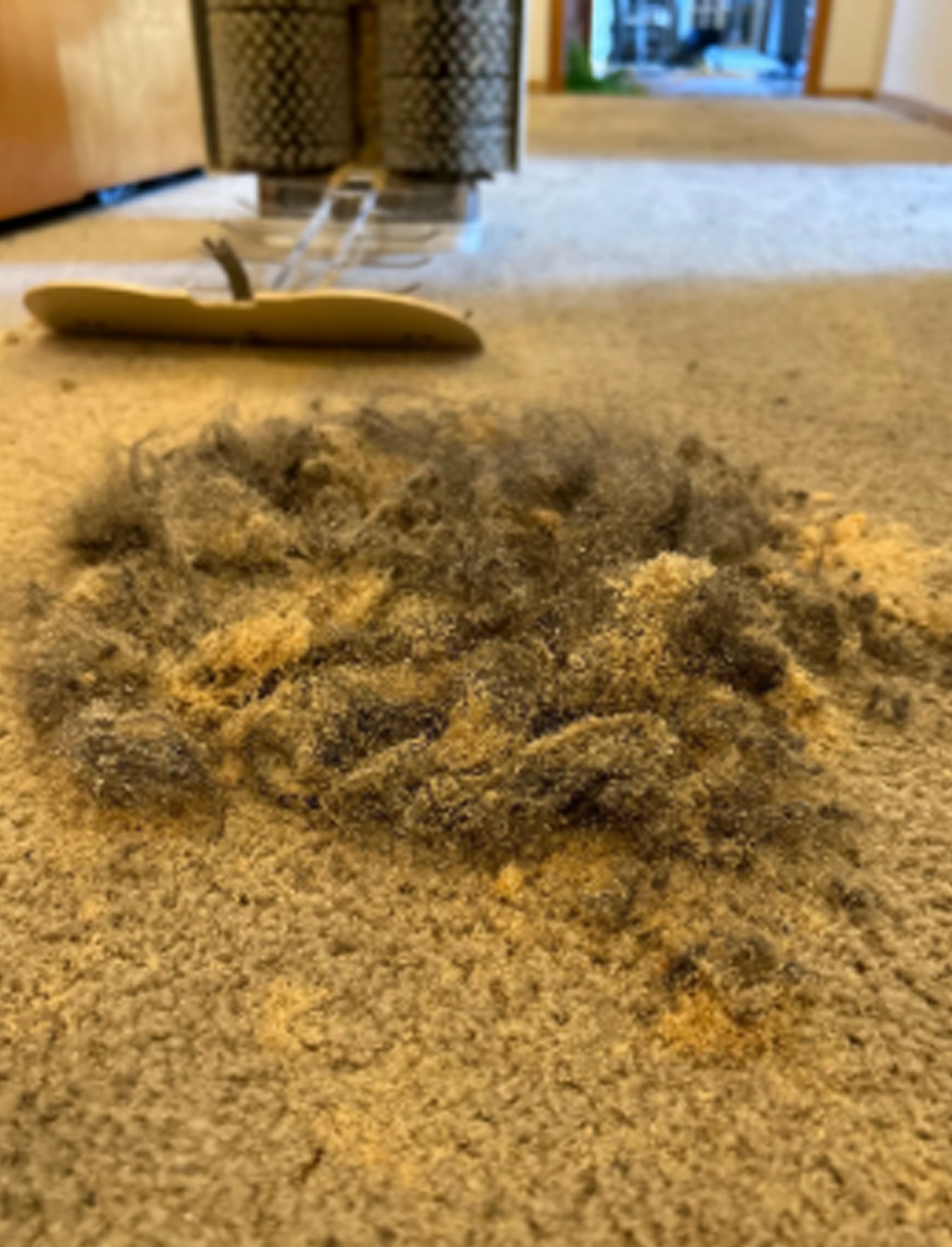 Carpet Pet Hair