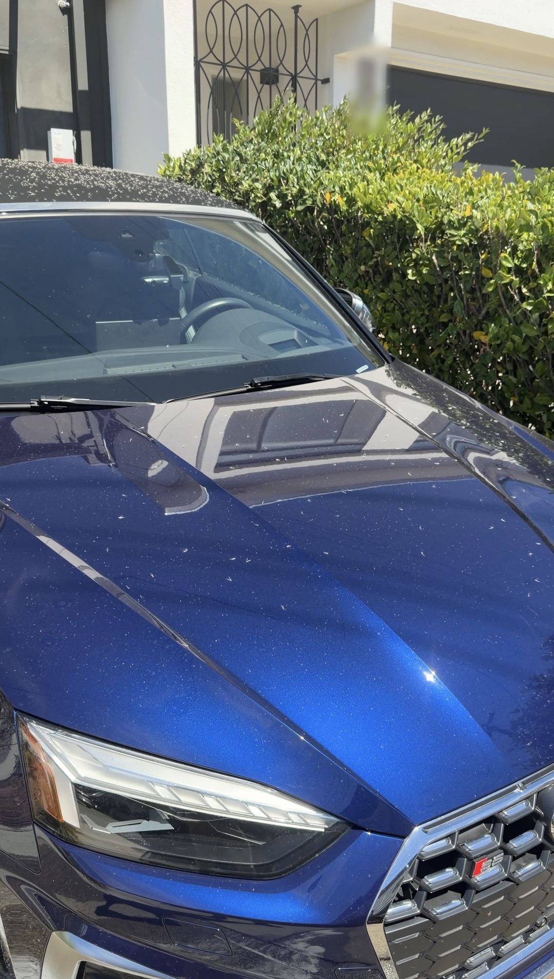 Blue Audi S5 Cabriolet hood speckled with seed fluff and dust before washing