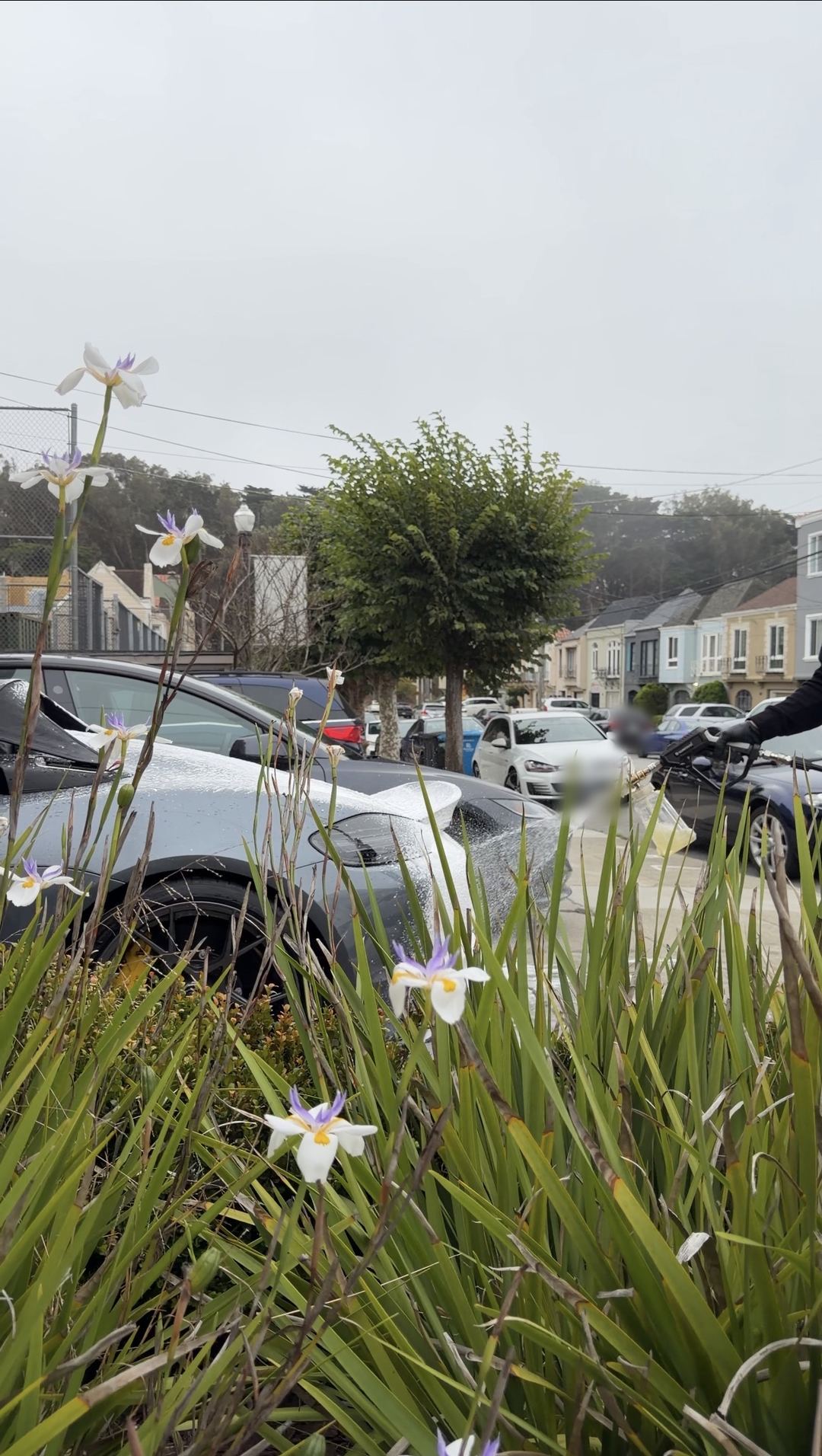 White irises in the foreground with a foam-covered Porsche sports car being washed on a San Francisco street behind.
