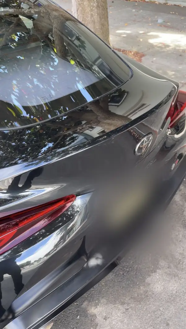 Clean rear decklid and spoiler of a gloss black Toyota GR Supra reflecting a street tree after detailing.