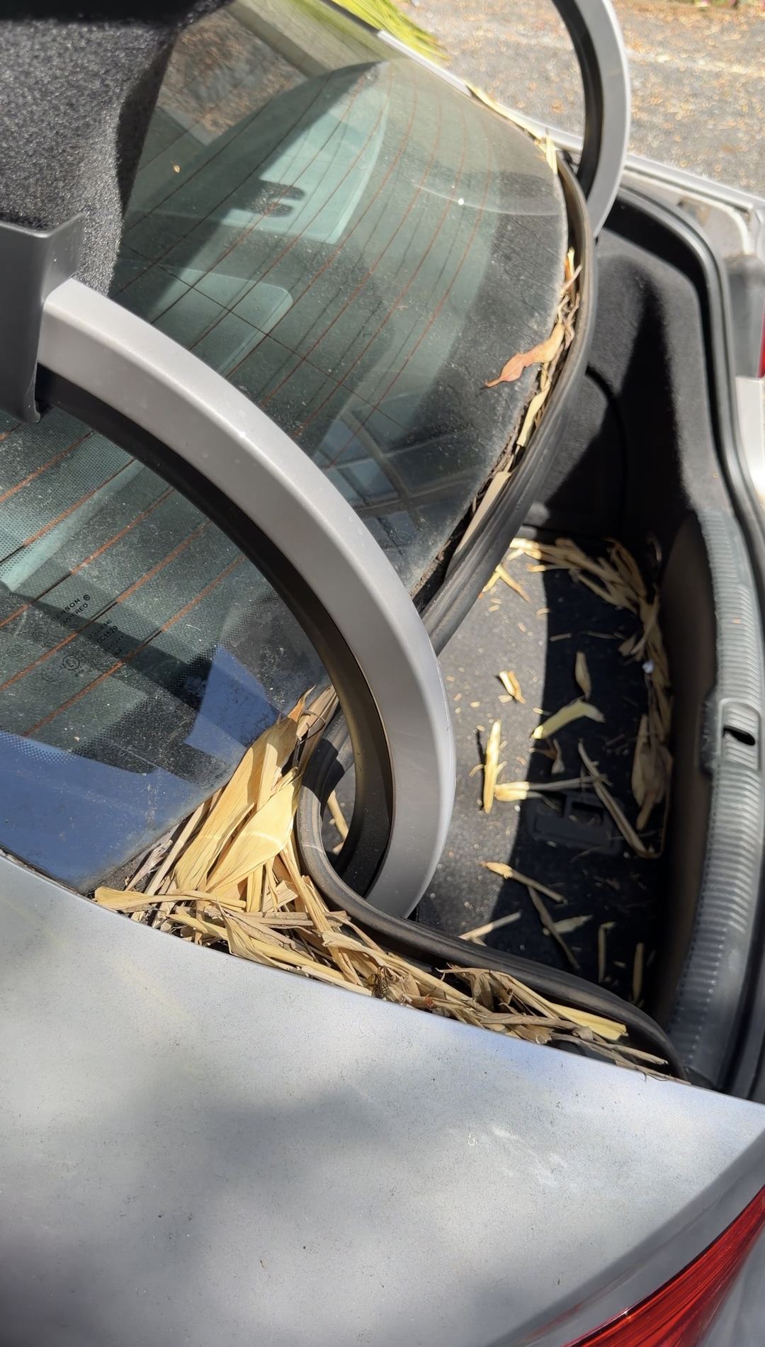 Dry bamboo leaves packed into the trunk rain channel beside the hinge of a silver Audi A3