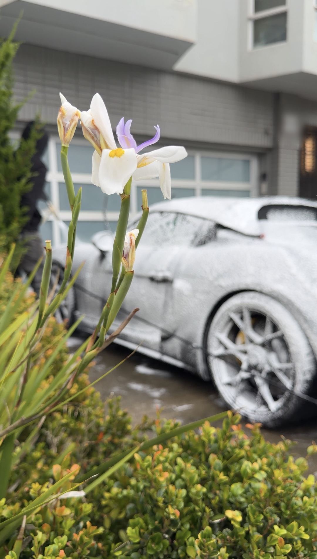 A single white iris in focus with a foam-covered Porsche sports car blurred behind it on a San Francisco driveway.