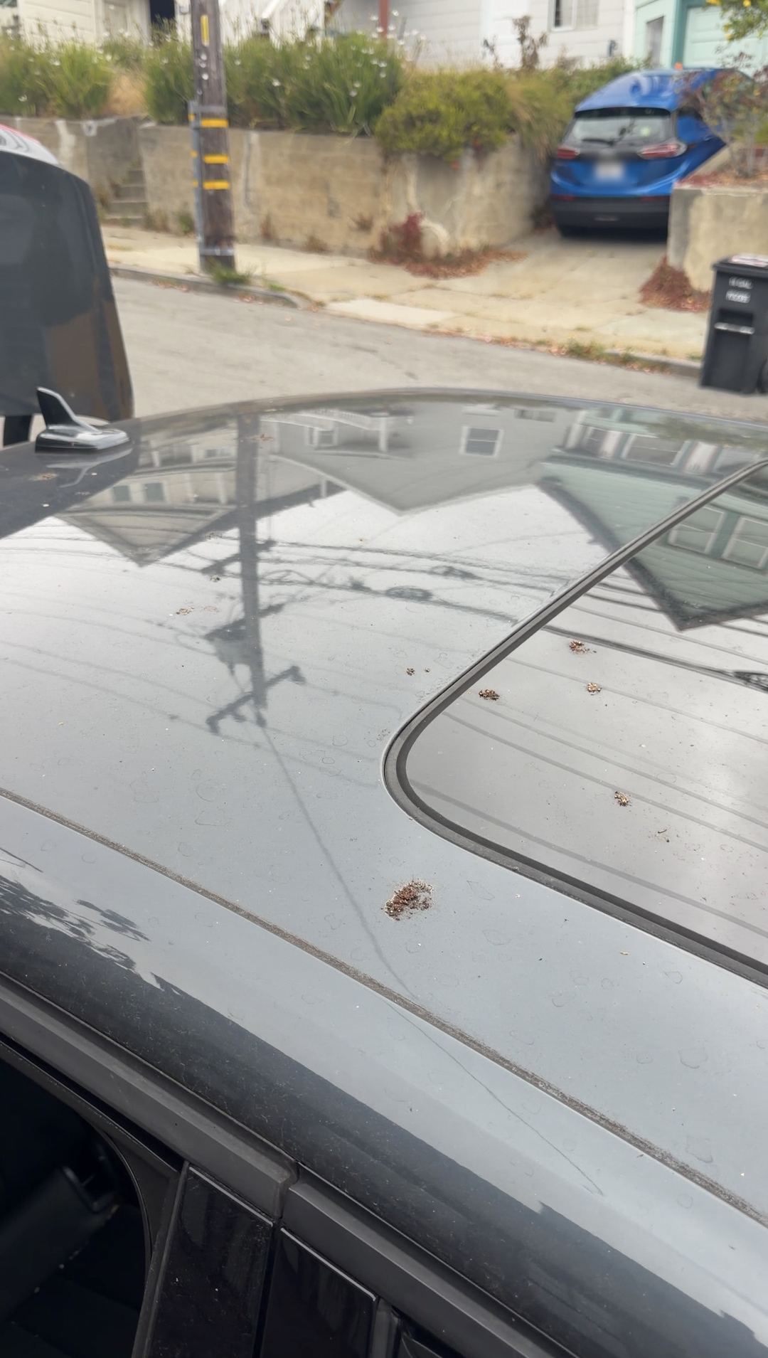 Leaf bits and specks on the roof and panoramic sunroof of a grey Audi A4