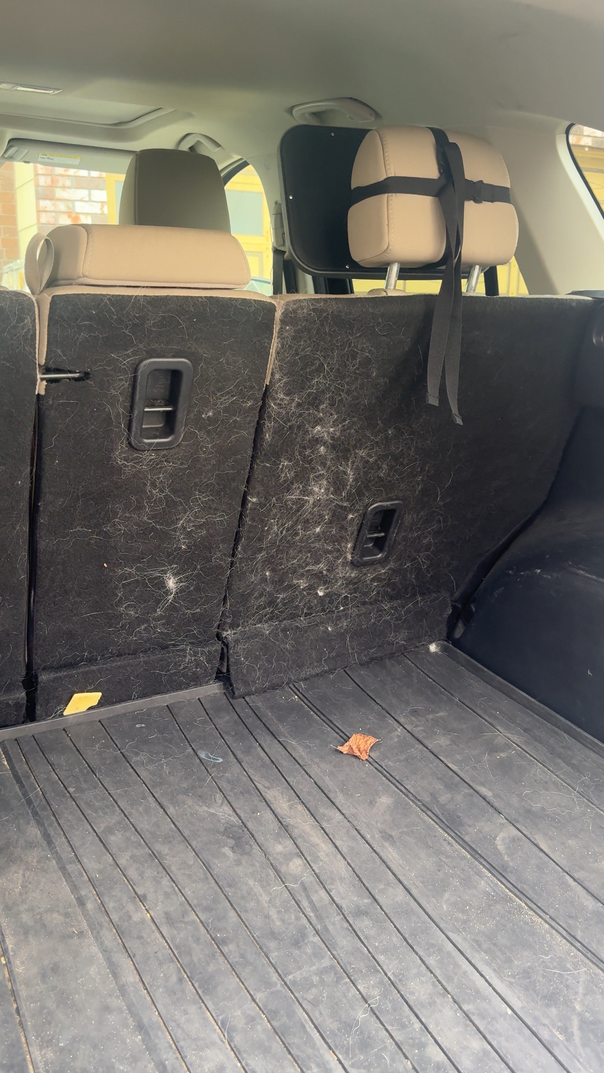 Embedded pet hair in car carpet before detailing