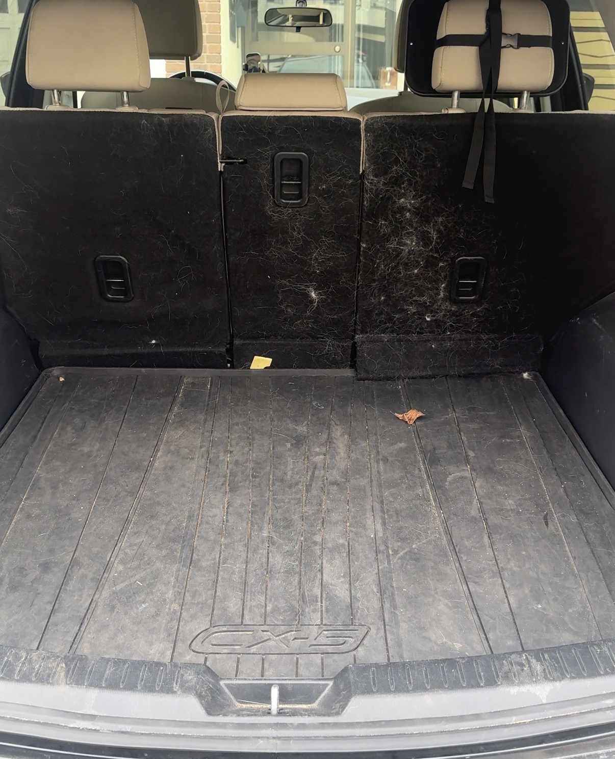 SUV cargo area with embedded pet hair before detailing