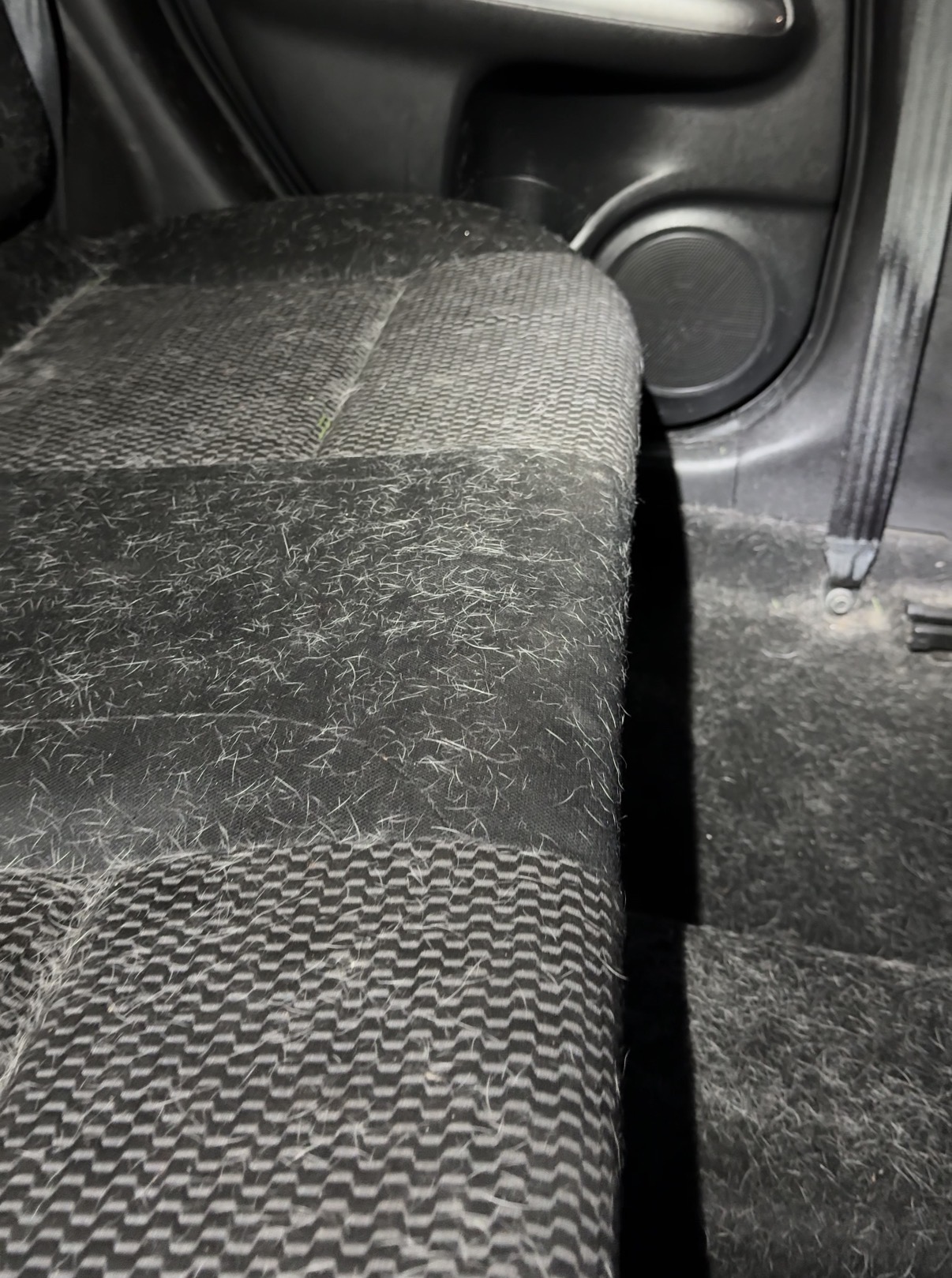 Dog hair in vehicle seats before interior detailing