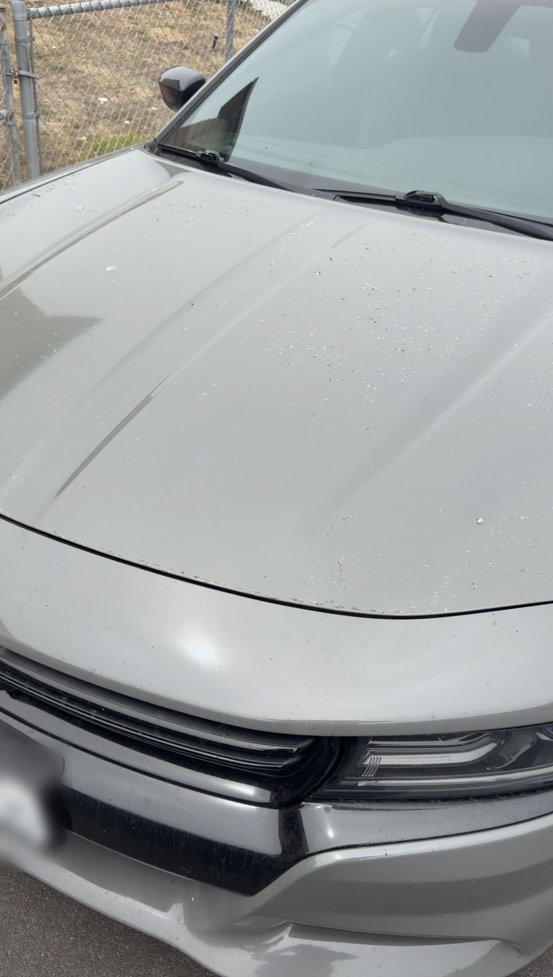 Grey Dodge Charger hood covered in dust specks and droppings before an exterior detail