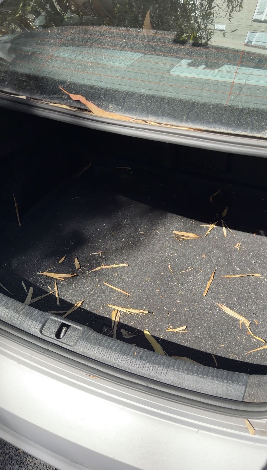 Open trunk of a silver Audi A3 with dry bamboo leaves scattered across the carpet