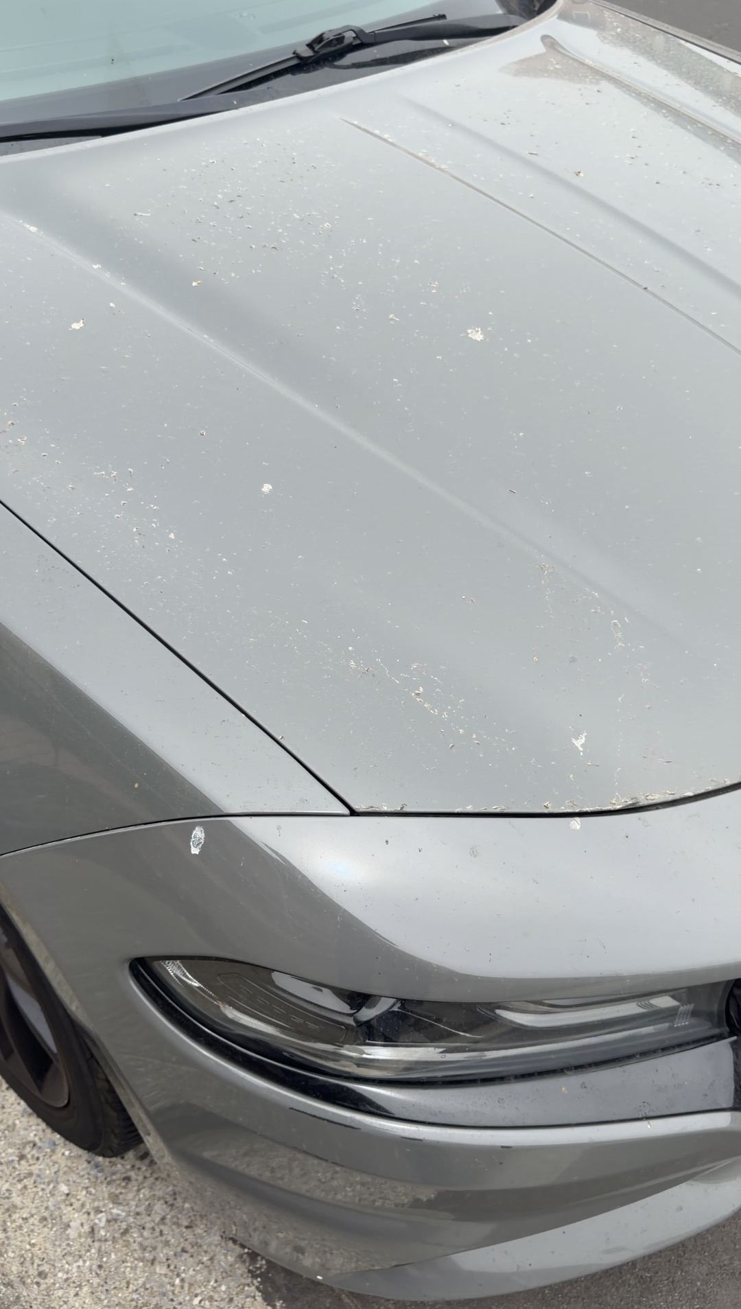 Close view of dust specks and bird droppings on a grey Dodge Charger hood before cleaning