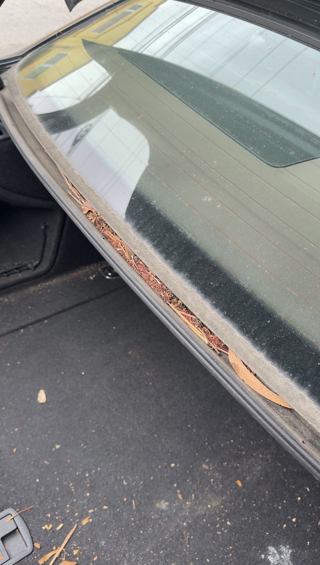 Needles and dry leaves packed along the trunk-lid seal of an Audi A4