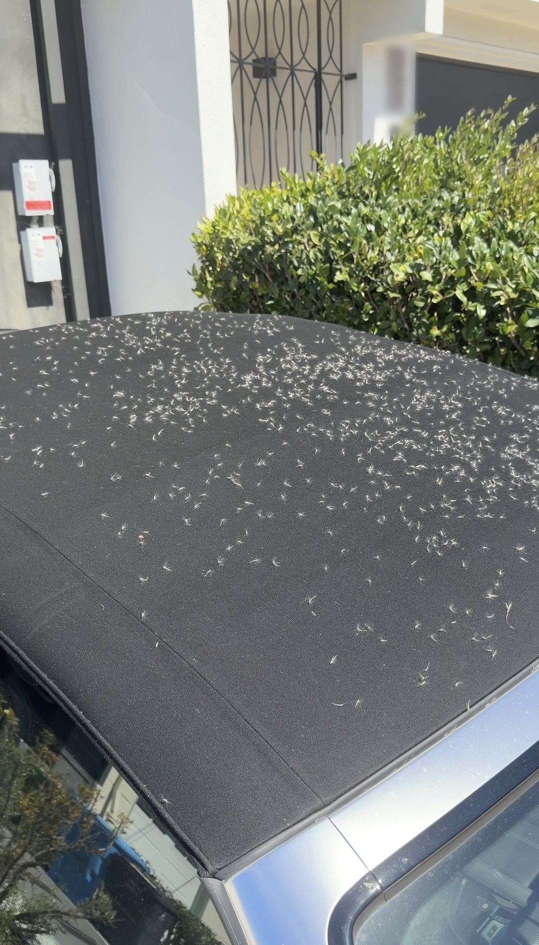 Black fabric roof of an Audi S5 Cabriolet covered in white seed fluff before cleaning