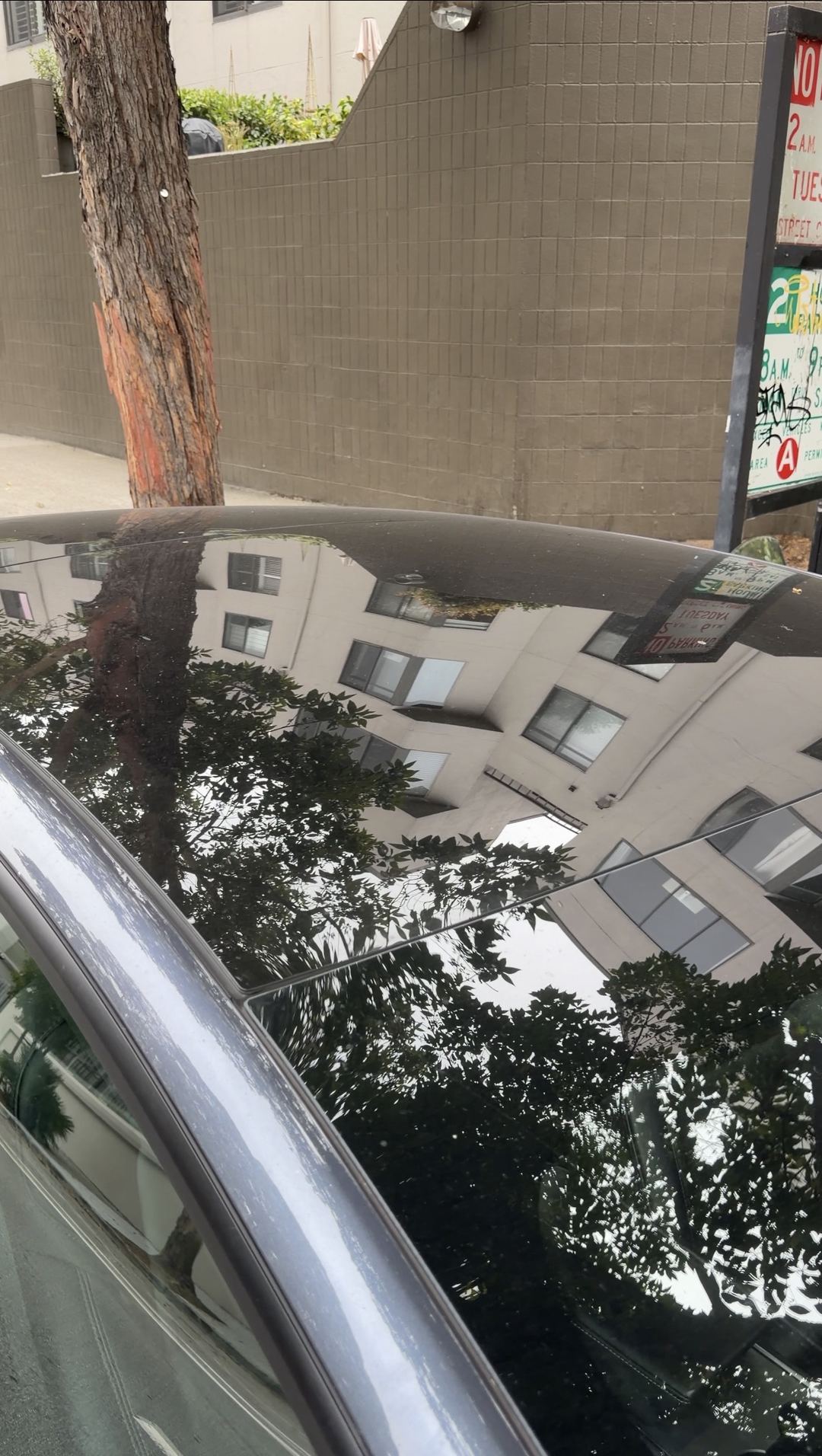 Tesla Model 3 glass roof before cleaning, dust specks over a reflection of trees and buildings