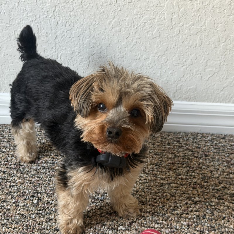 Sheldon, the Chief of Staff